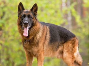 german shepherd