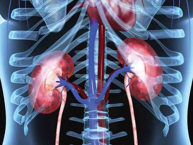 स्वस्थ किडनी (kidney) के लिए कुछ महत्वपूर्ण टिप्स