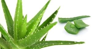 Aloe Vera