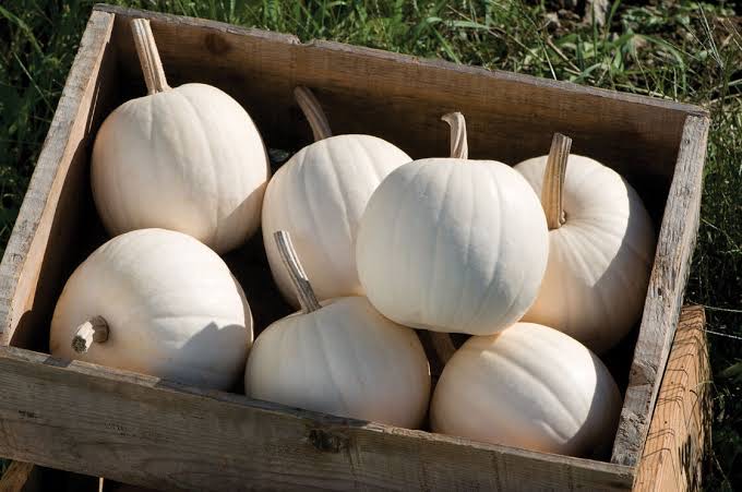 सफ़ेद कद्दू (white pumpkin) के 10 फ़ायदे व नुक़सान