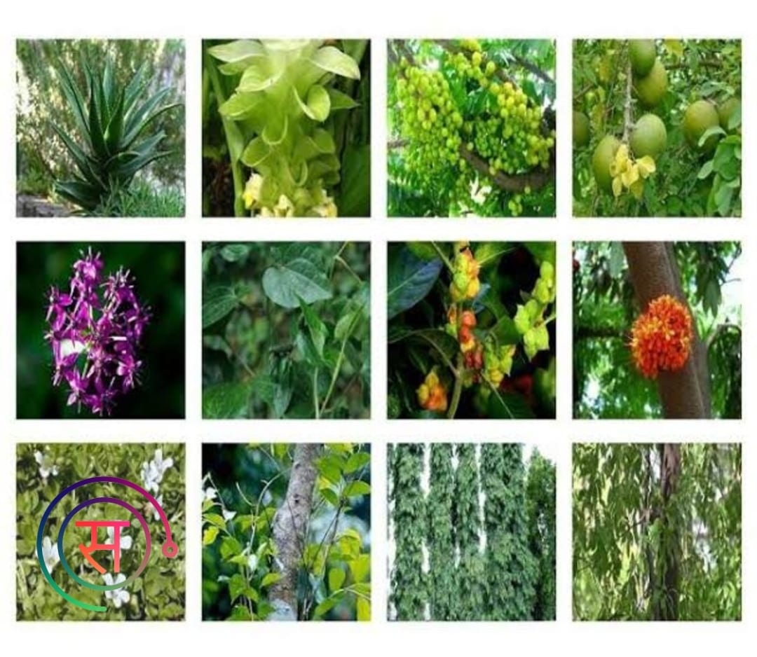 Medicinal Plants