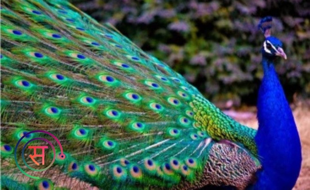 Significance of Peacock Feather