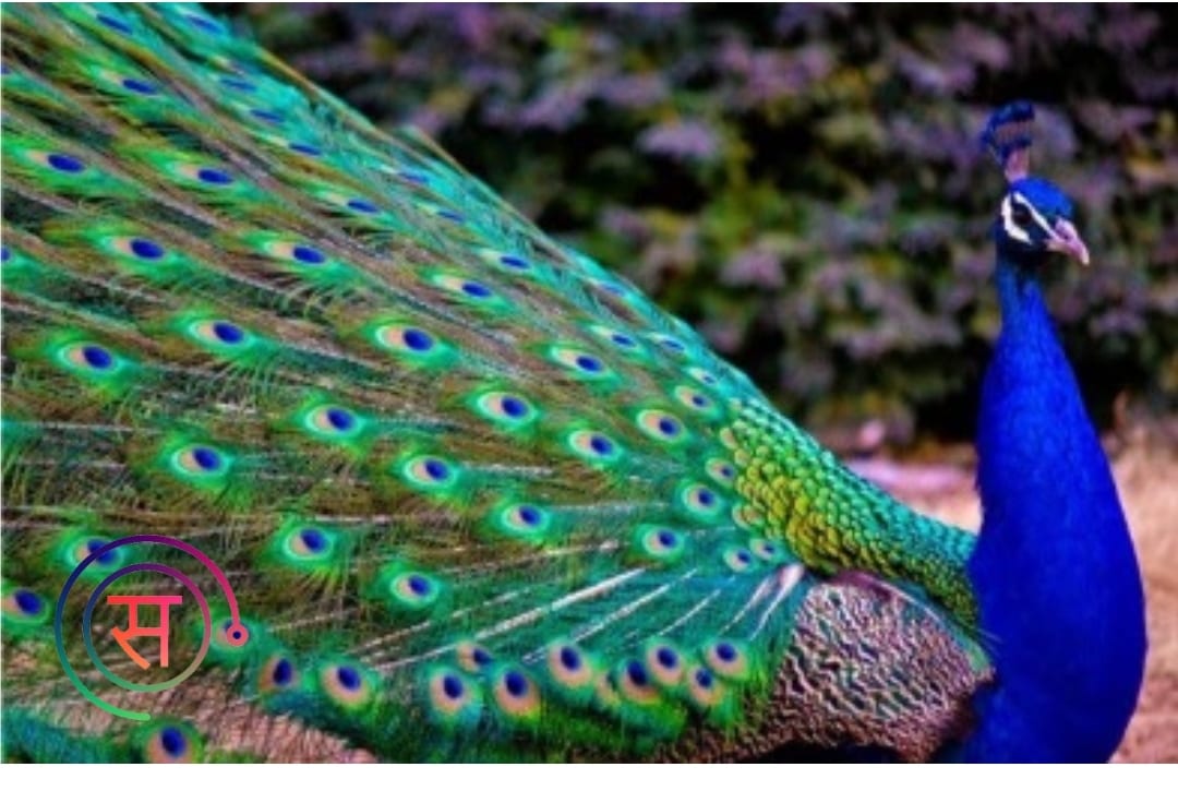 Significance of Peacock Feather