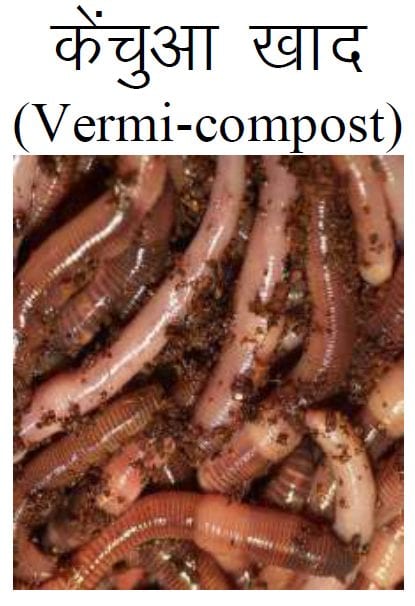 VermiCompost