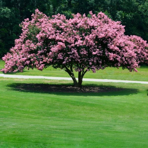 crape myrtle pinkz3 600x600 1