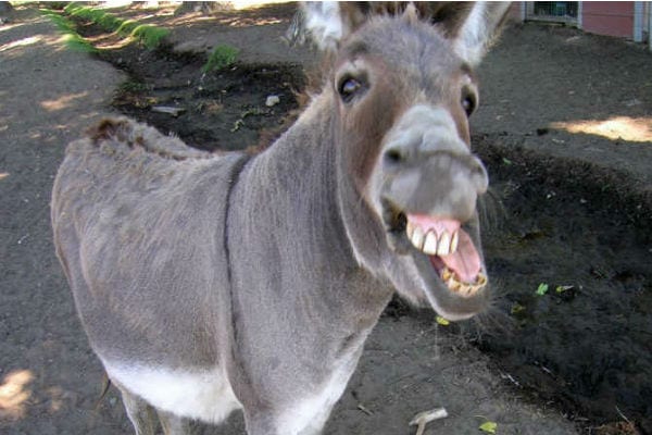 donkey