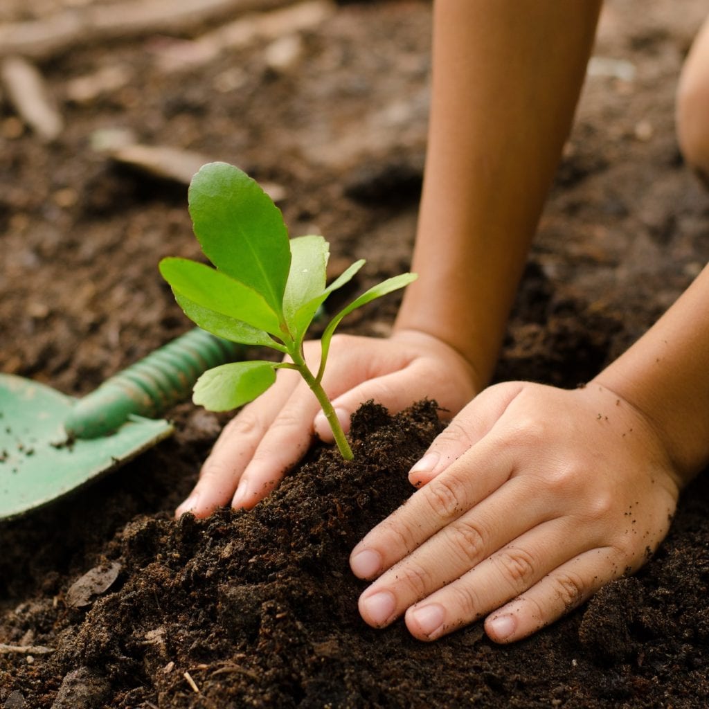 plant a tree